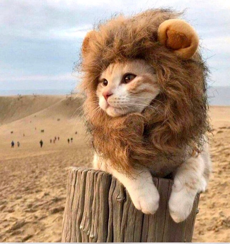 Super cute lion style cat clasp/hat, fun unique cat supplies appearance cosplay outfit